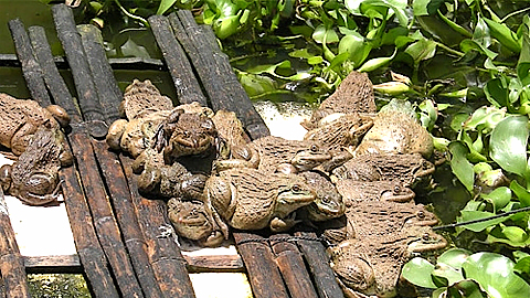 VIDEO: Nuôi nuôi ếch Thái Lan kết hợp với nuôi cá rô đồng cho hiệu quả kinh tế cao